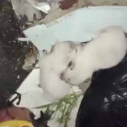 These little puppies were dumped in the wilderness and were rescued