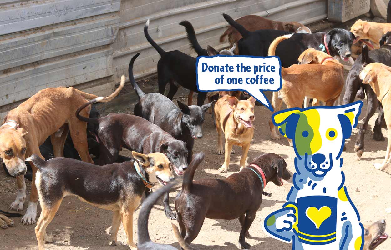 dog shelter curacao - please make a donation