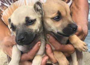 stray puppies curacao