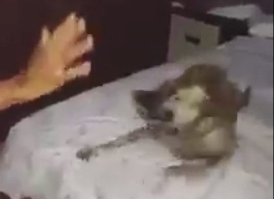 Cute dog is giving high-fives !