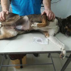 Dog sterilization is also possible through us from May 15, 2022