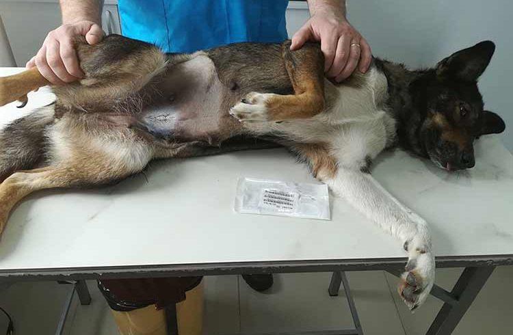 Dog sterilization is also possible through us from May 15, 2022